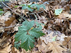 Rubus laciniatus