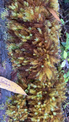 Pyrrhobryum spiniforme