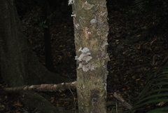Auricularia cornea