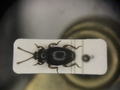 Lycoperdina ferruginea