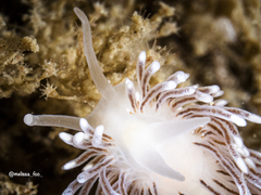 Cuthona divae