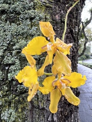 Cyrtochilum macranthum