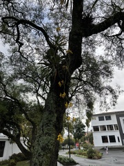 Cyrtochilum macranthum