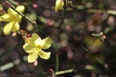 Jasminum nudiflorum