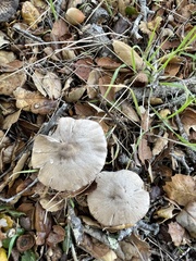 Coprinopsis uliginicola