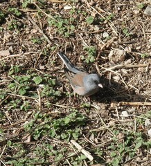 Junco hyemalis mearnsi