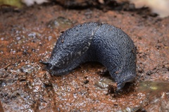 Prophysaon dubium