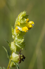 Rhinanthus serotinus