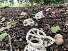 Ileodictyon cibarium