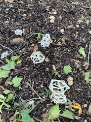 Ileodictyon cibarium