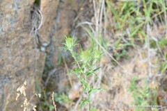 Carlina vulgaris