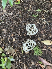 Ileodictyon cibarium