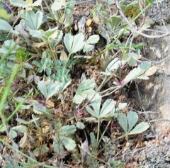 Potentilla cinerea