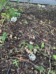 Ileodictyon cibarium