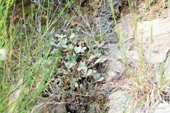 Potentilla cinerea