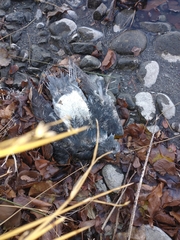 Columba livia domestica