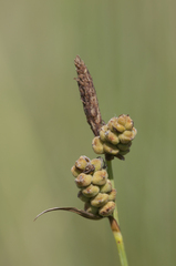 Carex tomentosa