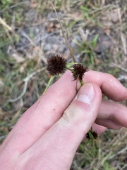 Rhynchospora cephalantha