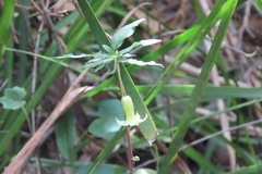 Billardiera scandens