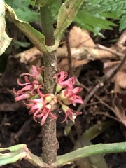 Hoffmannia congesta