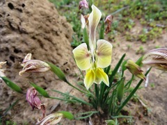 Gladiolus virescens