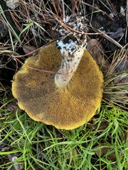 Suillus pungens