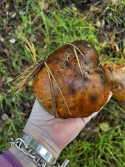 Suillus pungens