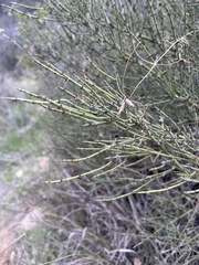 Adolphia californica