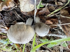 Coprinopsis uliginicola