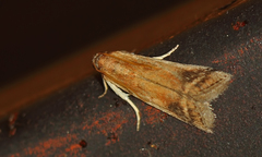 Euzophera osseatella