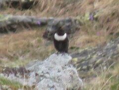 Turdus torquatus