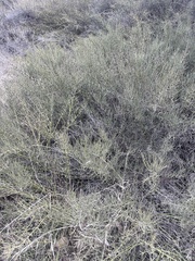 Adolphia californica