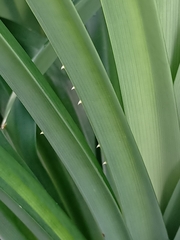 Pandanus amaryllifolius