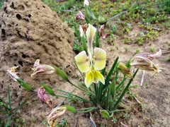 Gladiolus virescens