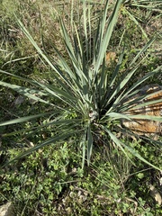 Yucca necopina