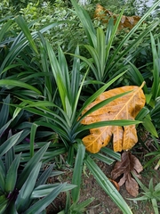 Pandanus amaryllifolius