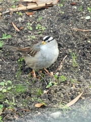 Zonotrichia leucophrys