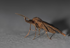 Euzophera osseatella