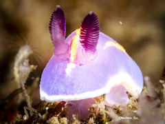 Felimida macfarlandi