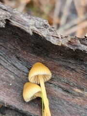 Psilocybe pelliculosa