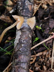 Psilocybe pelliculosa