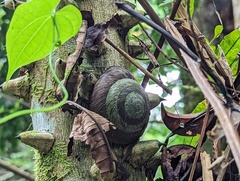 Caracolus