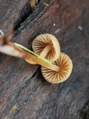 Psilocybe pelliculosa