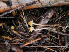 Psilocybe pelliculosa