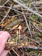 Psilocybe pelliculosa