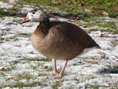 Anser anser × Branta canadensis