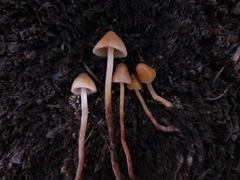 Psilocybe pelliculosa