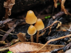 Psilocybe pelliculosa