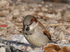 Passer domesticus
