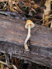 Psilocybe pelliculosa